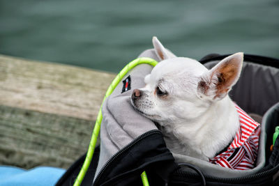 Close-up of a dog looking away