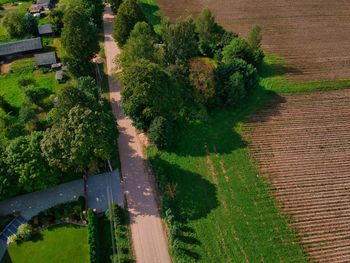 High angle view of trees and houses by road