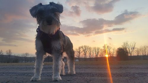 Dog against sky during sunset