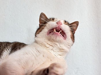 Close-up of cat yawning