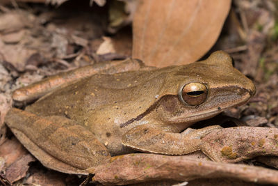 Close-up of frog on field