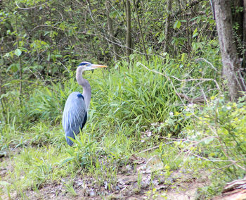 High angle view of gray heron perching on a tree