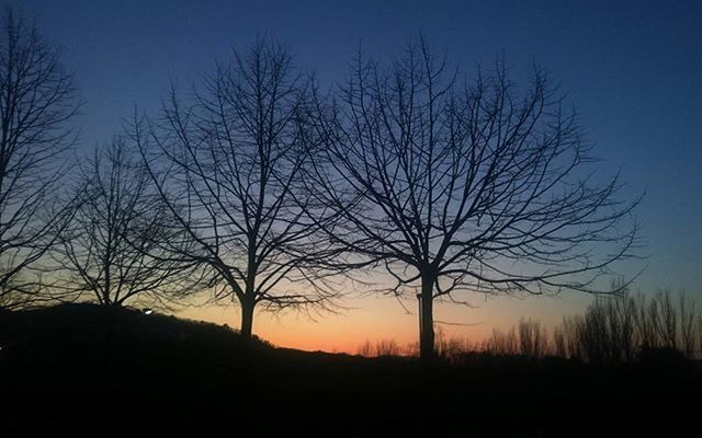 bare tree, silhouette, tranquility, tree, tranquil scene, landscape, sunset, scenics, beauty in nature, branch, field, nature, sky, clear sky, non-urban scene, dusk, idyllic, blue, outdoors, tree trunk