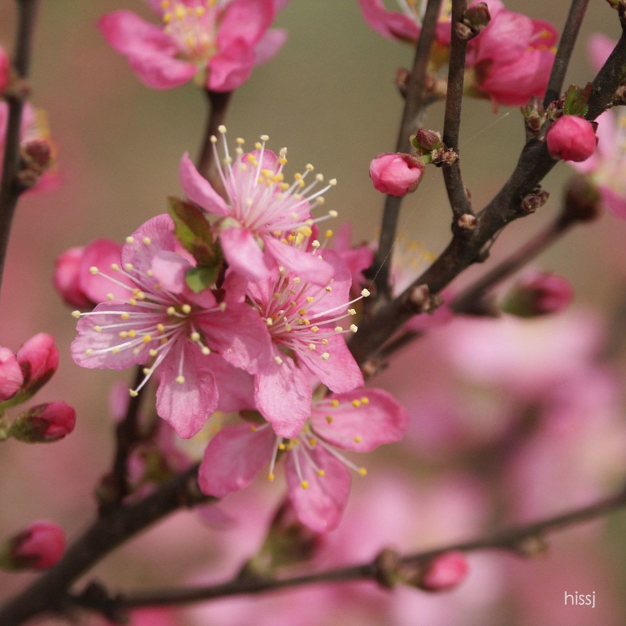 Japanese bush cherry