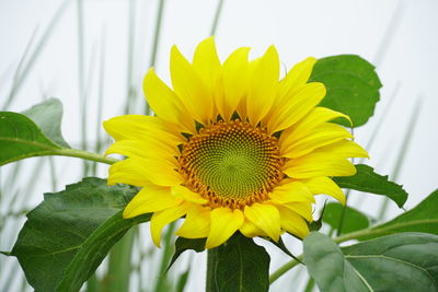 Close-up of sunflower