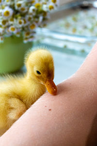 A small yellow duckling explores a man's hand