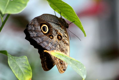 Close-up of butterfly on leaves