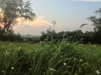 Plants growing on field against sky during sunset