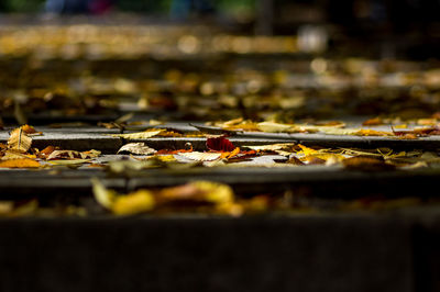 Close-up of autumn leaves on metal