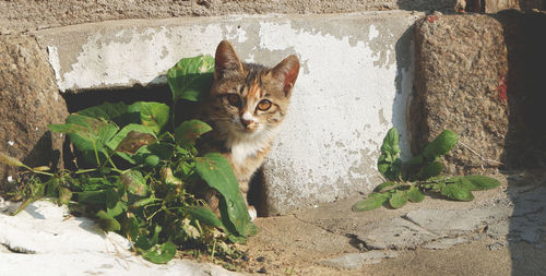 Portrait of cat sitting outdoors