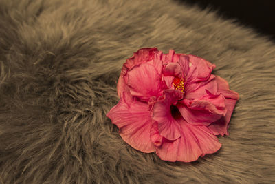 Close-up of pink rose flower