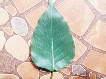 High angle view of leaves on tiled floor