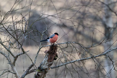 Bird perching on branch