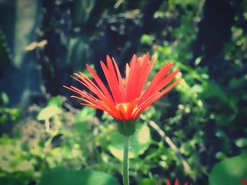 Close-up of red flower