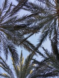 Low angle view of trees against sky