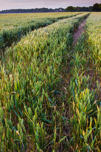 Scenic view of agricultural field