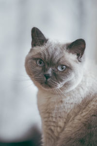 Close-up portrait of cat