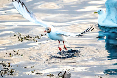 Seagull flying over lake