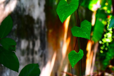 Close-up of leaves against blurred background