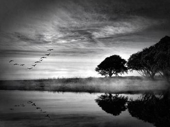 Bird flying over calm lake