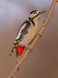 Close-up of bird perching on a tree