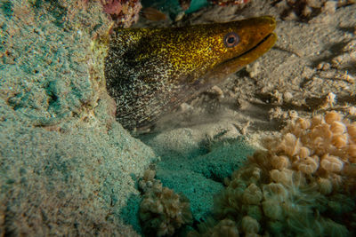 Fish swimming in sea