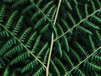 Full frame shot of leaf