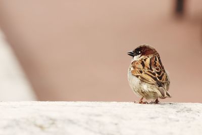 Close-up of a tiny sparrow