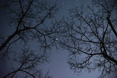 Low angle view of bare trees against sky