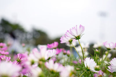 Close-up of pink flowering plant on field