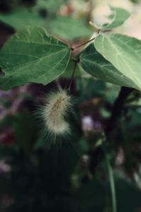 Close-up of dandelion on plant