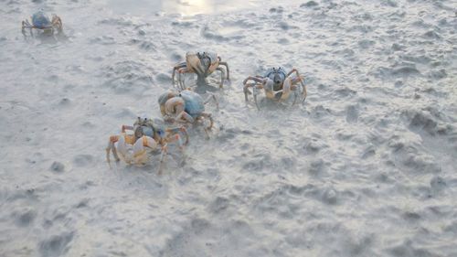 High angle view of people on beach