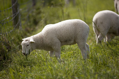 Sheep grazing on grassy field