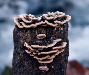 Close-up of mushrooms on tree trunk