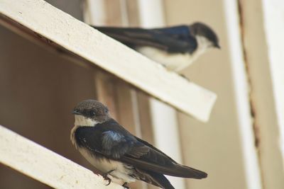 Close-up of bird perching on railing