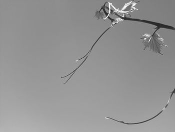 Low angle view of branches against sky