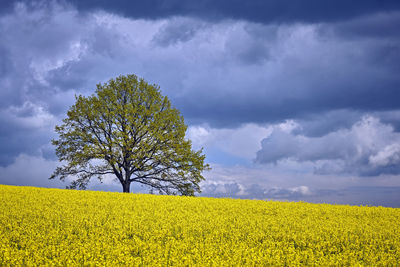 Scenic view of oilseed rape field against sky