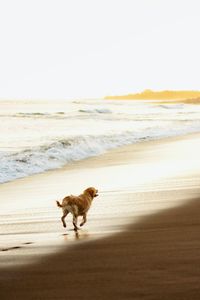 Full length of a dog on beach