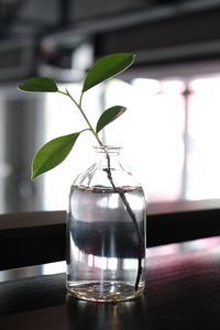 Close-up of glass vase on table