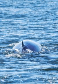 Whale swimming in the sea