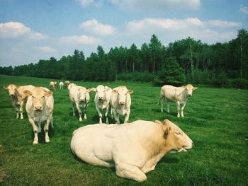 Cows grazing on grassy field