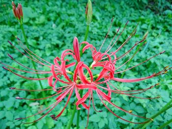 Close-up of red flower