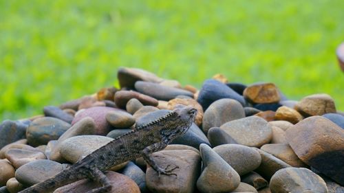 Close-up of stones