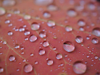 Close-up of water drops on leaves