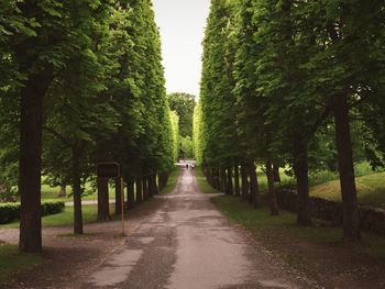 Walkway amidst trees in park