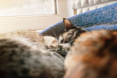 Close-up of cat sleeping at home