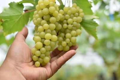 Cropped hand holding grapes