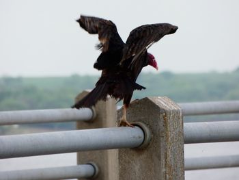 Close-up of bird perching on railing