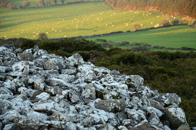 Scenic view of rocks on field