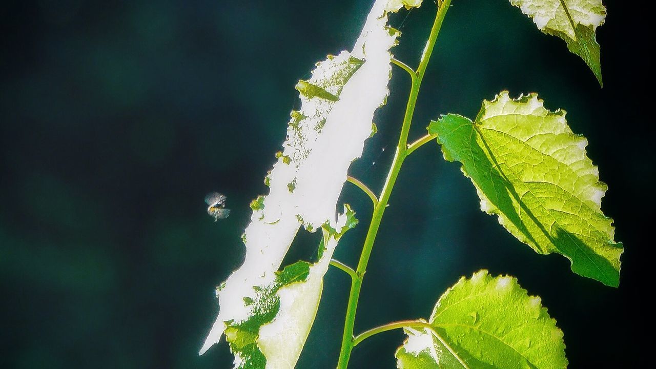 leaf, growth, green color, plant, nature, day, no people, freshness, outdoors, beauty in nature, close-up, fragility